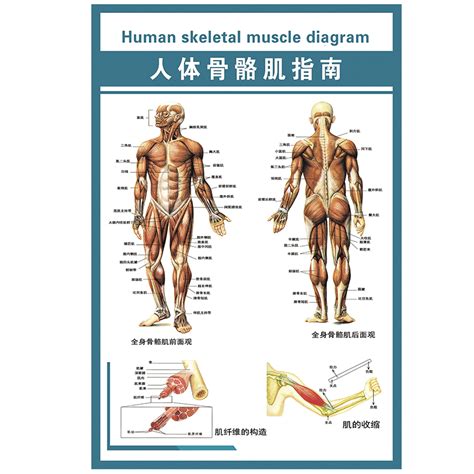 男人陰莖|人體解剖學/男性生殖器